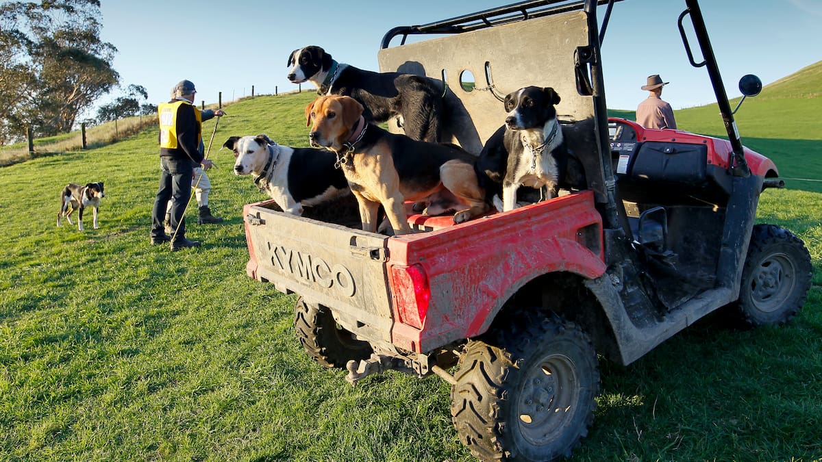 Title hope Brian Dickison and five dogs have a 13-hour road trip, and 3-4 hours by ferry.
