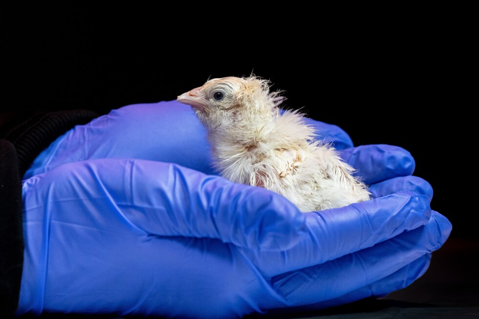 A biotech company that aims to resurrect lost creatures says it has hatched live chicks in an artificial environment. Colossal Biosciences says 26 baby chickens were born from a 3D printed lattice structure that mimics an eggshell. Colossal says the artificia…