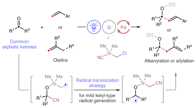 Ketones are versatile, but converting them to ketyl radicals typically requires harsh conditions. Now a mild method using a bifunctional silyl reagent has been shown to generate ketyl-type radicals through a radical translocation strategy, enabling redox-neut…