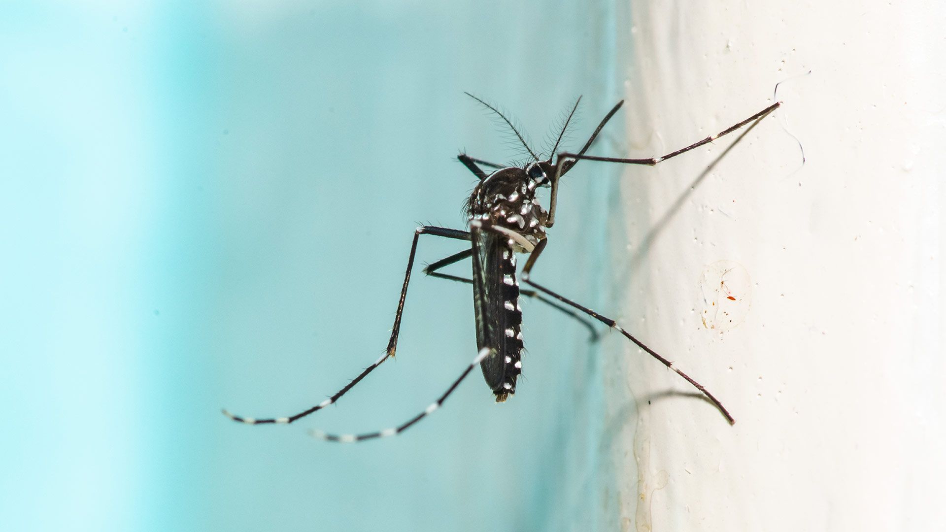 A computer vision and robotics expert has created and trained what he boasts is “the ultimate mosquito killer” using machine learning and a laser.