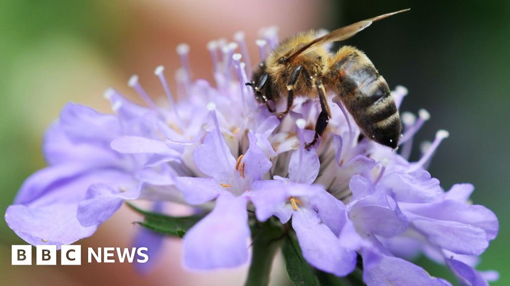 Mid-Suffolk Council hopes to enhance wildlife in the area and improve public access.