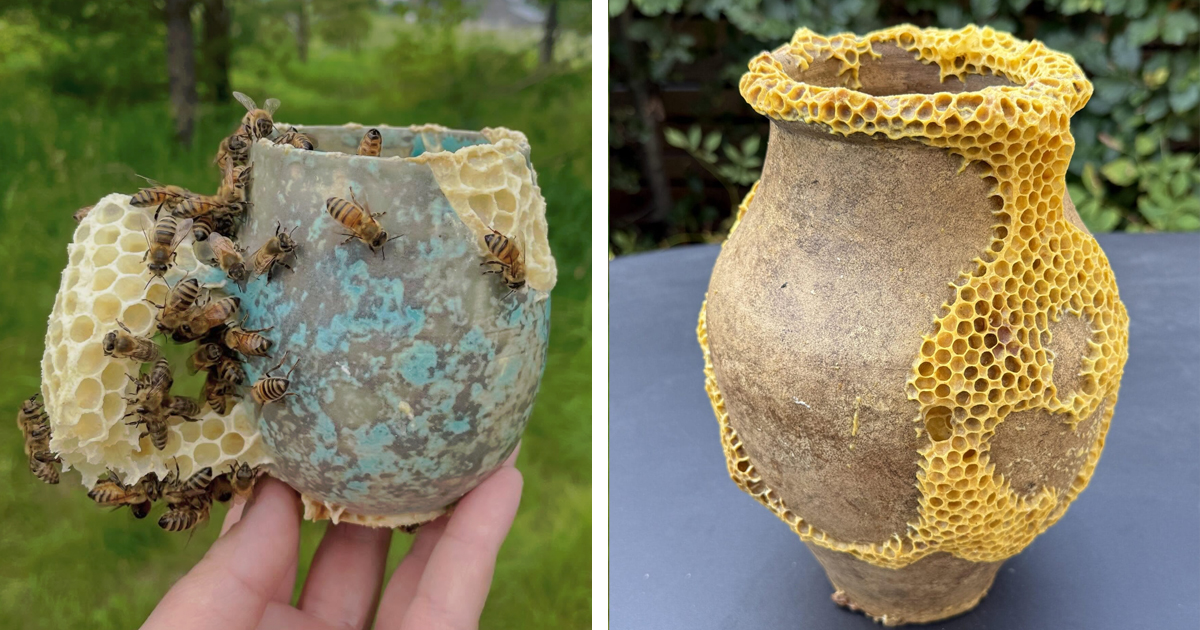 Artist Works With Bees To Repair Broken Ceramics in Kintsugi-Inspired Honeycomb Pottery
There is an old Japanese adage embedded in the philosophy of kintsugi: a broken thing, once mended with gold, becomes more beautiful than it ever was before. The cracks ac…