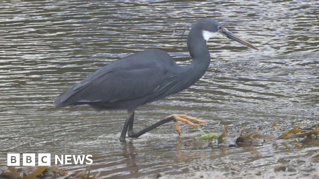 It is the first time the African bird has been recorded in the UK.