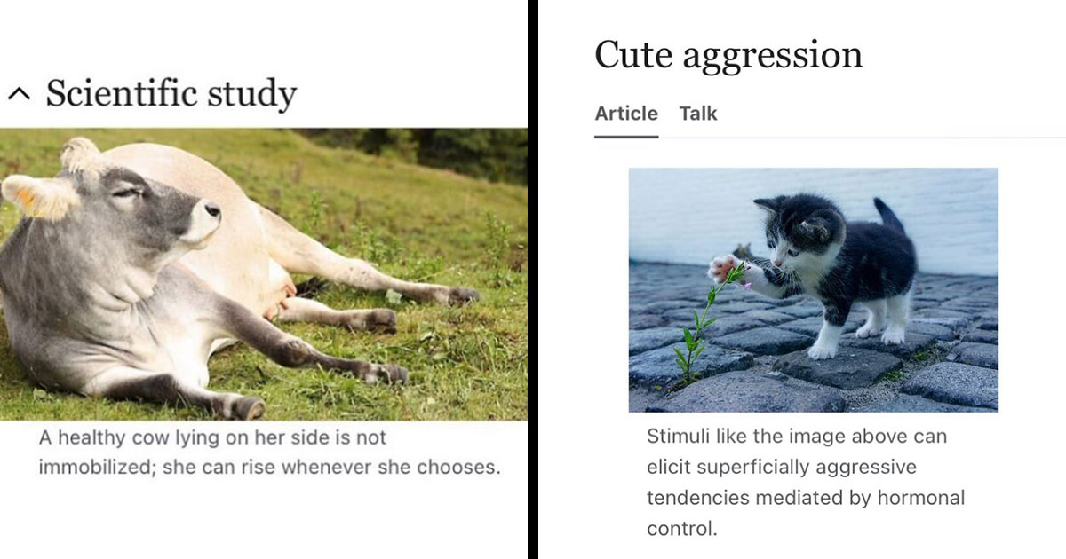When you think nothing can surprise you anymore, we’re here to prove you wrong. And this time it’s not inventions or major discoveries, but rather some “hidden” and often bizarre facts from the animal world sitting in the ‘Depths of Wikipedia’.