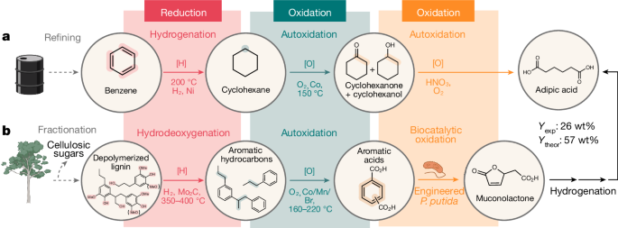 A chemical and biological redox process that resembles processes in petrochemical refining is used to convert lignin from poplar into a single, valuable bioproduct, adipic acid, in high yields.