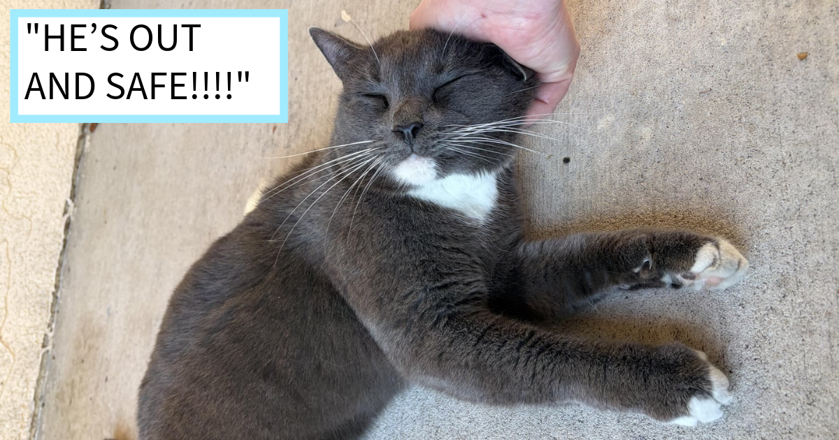 Community cats are a common thing in many parts of the world. Often fed and cared for by various local cat lovers. But the way in which this poor feline found itself becoming the local community cat is far sadder than it should have been and is likely how he …